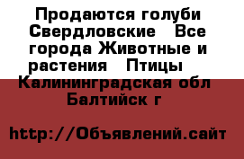 Продаются голуби Свердловские - Все города Животные и растения » Птицы   . Калининградская обл.,Балтийск г.